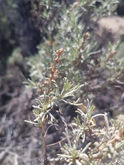 Artemisia californica