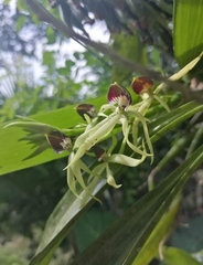 Prosthechea cochleata