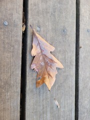 Acraspis pezomachoides