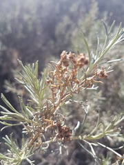 Artemisia californica