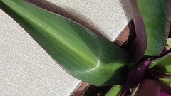 Tradescantia spathacea