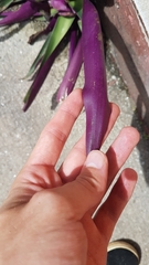 Tradescantia spathacea