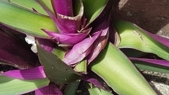 Tradescantia spathacea