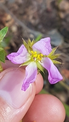 Pterolepis glomerata