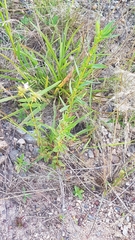 Pterolepis glomerata