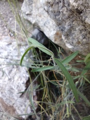 Funastrum hirtellum