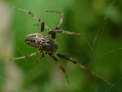 Metepeira labyrinthea