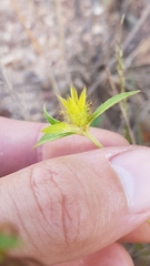 Pterolepis glomerata