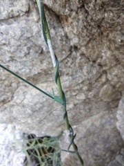 Funastrum hirtellum