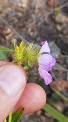 Pterolepis glomerata