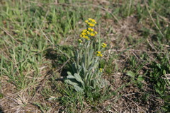 Tephroseris integrifolia