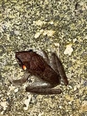 Craugastor crassidigitus