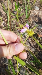 Pterolepis glomerata