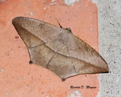 Prochoerodes flexilinea