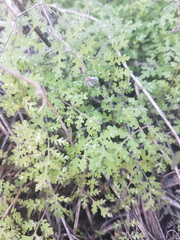 Hydrophylloideae