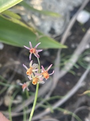 Tulbaghia leucantha