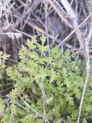 Hydrophylloideae