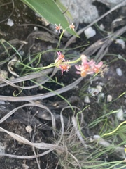 Tulbaghia leucantha