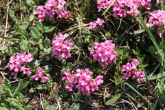 Daphne cneorum