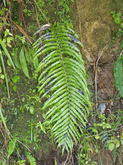 Blechnum triangularifolium