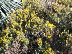 Ericameria laricifolia