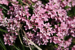 Daphne cneorum
