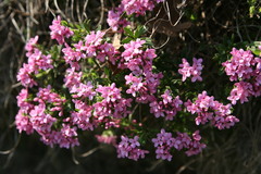 Daphne cneorum