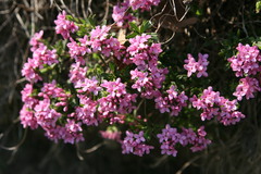 Daphne cneorum