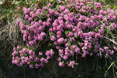 Daphne cneorum