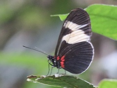 Heliconius eleuchia