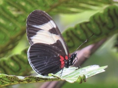 Heliconius eleuchia