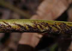 Blechnum triangularifolium