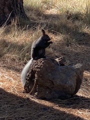 Sciurus aberti kaibabensis