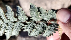 Myriopteris lindheimeri