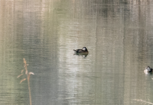 iNaturalist observation 2022-11-25