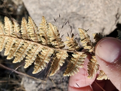 Myriopteris lindheimeri