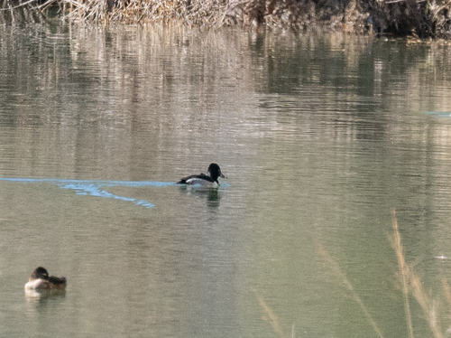 iNaturalist observation 2022-11-25