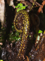Blechnum triangularifolium
