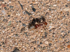 Pogonomyrmex