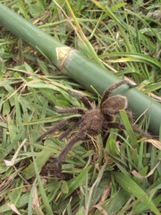 Grammostola