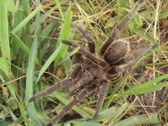 Grammostola