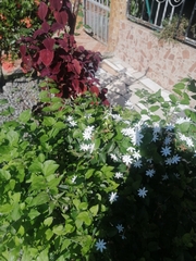 Jasminum