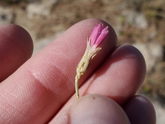 Stephanomeria thurberi