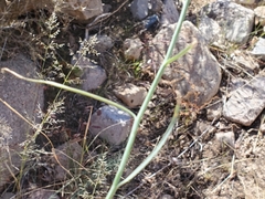 Stephanomeria thurberi