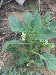 Solanum physalifolium