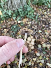 Psathyrella