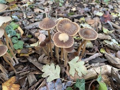 Psathyrella
