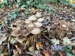 Psathyrella