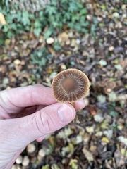 Psathyrella