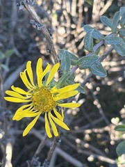 Grindelia camporum